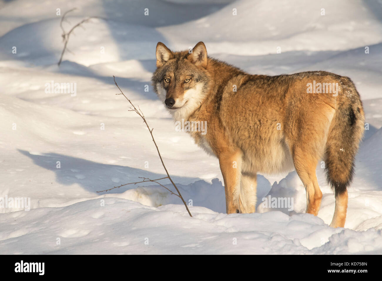 Einsamer grauer Wolf/grauer Wolf (Canis lupus) mit dicken Wintermantel in den Schnee im Winter Stockfoto