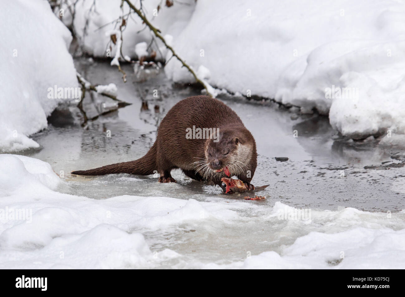 Europäischer fluss Fischotter (Lutra lutra) essen Fisch am Ufer in den Schnee im Winter Stockfoto