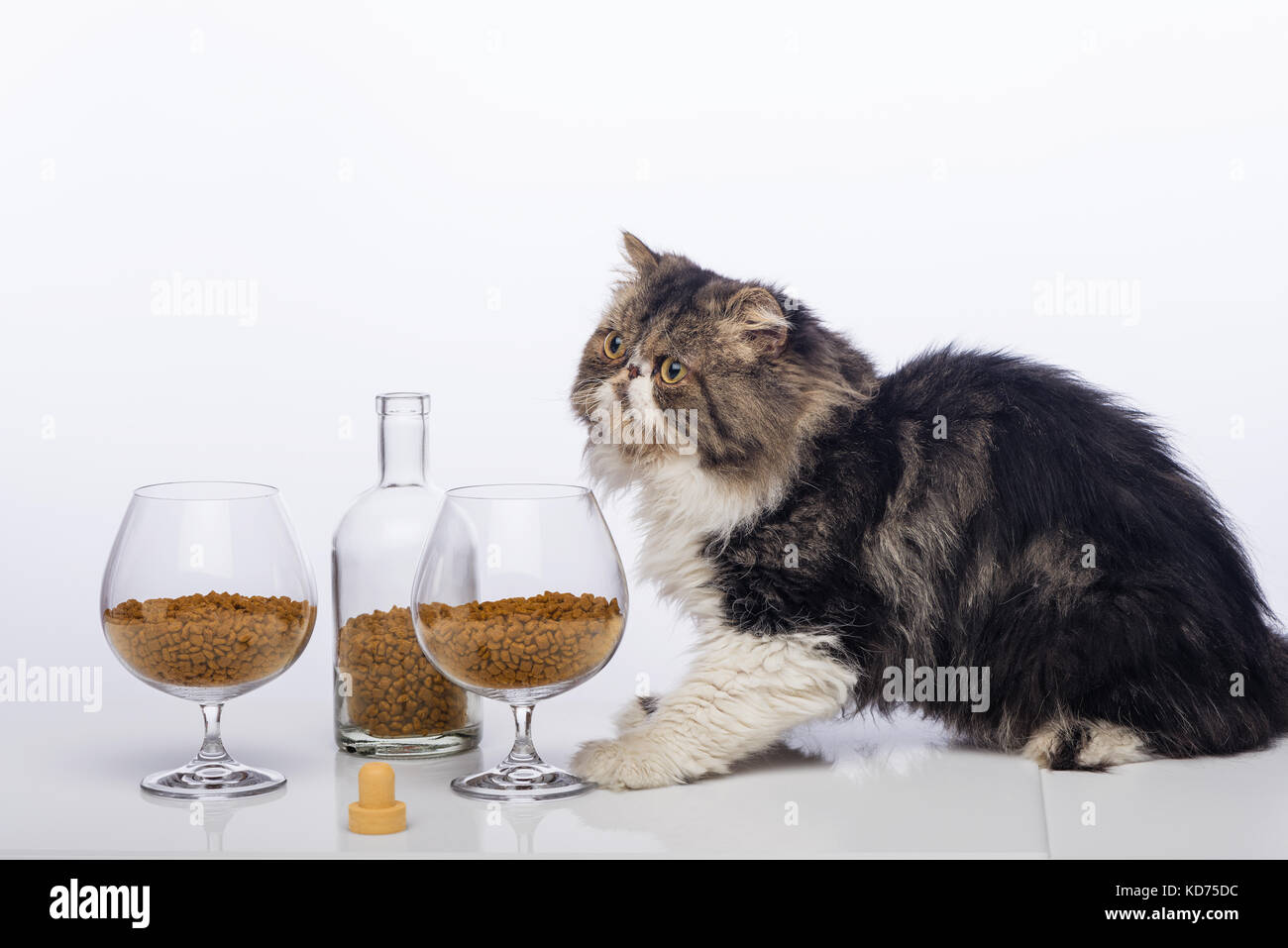 Schwarz-weiße Perser Katze, Flasche Cognac und zwei Glas mit einem trockenen Futter für Katzen gefüllt Stockfoto
