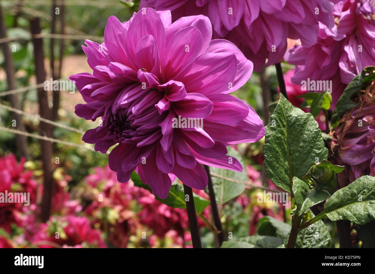 Diese Augen spricht Stockfoto