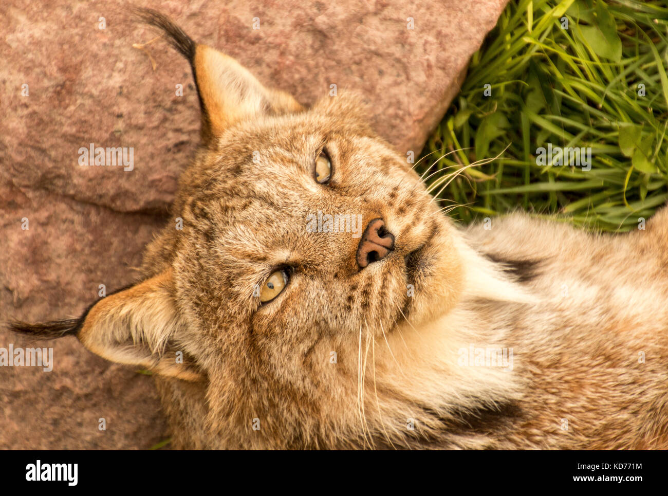 Ein Luchs in Gefangenschaft entspannen auf dem Gras. Stockfoto