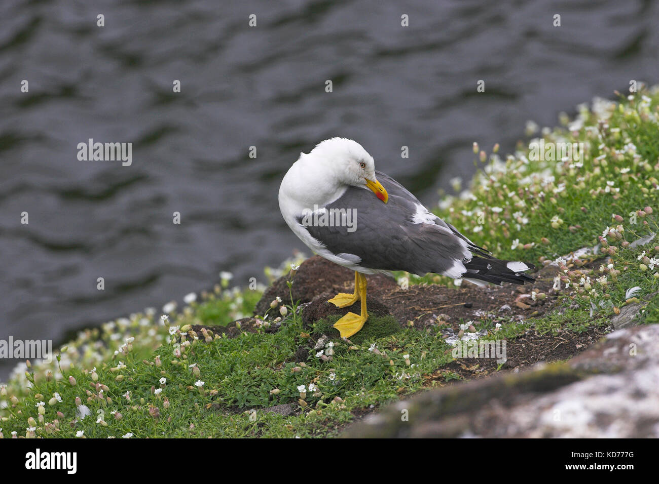Heringsmöwe Larus fuscus putzen Insel kann Firth von weiter Schottland Stockfoto