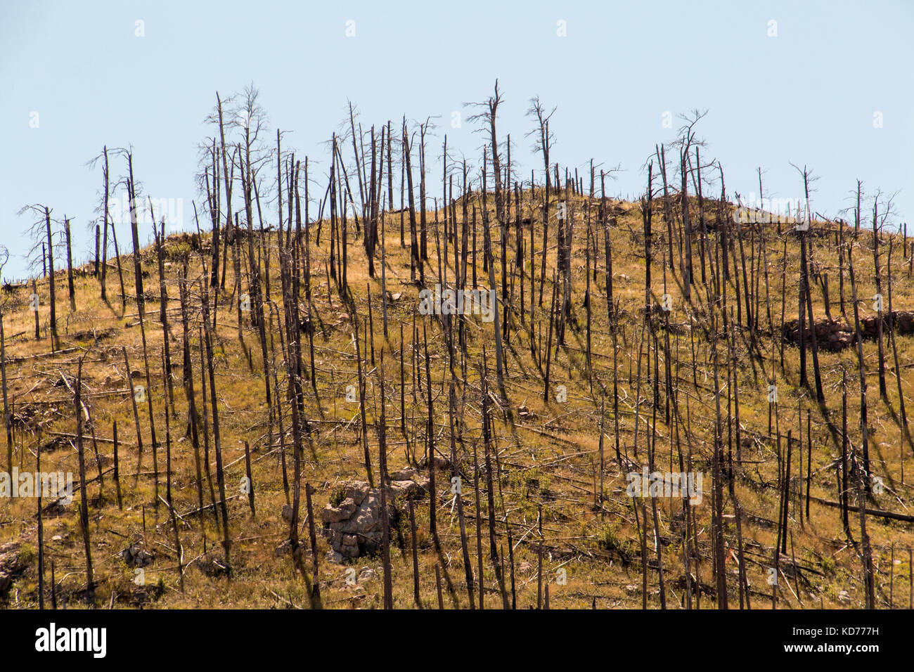 Karg und verbrannten Bäume auf einem Berg in South Dakota. Stockfoto