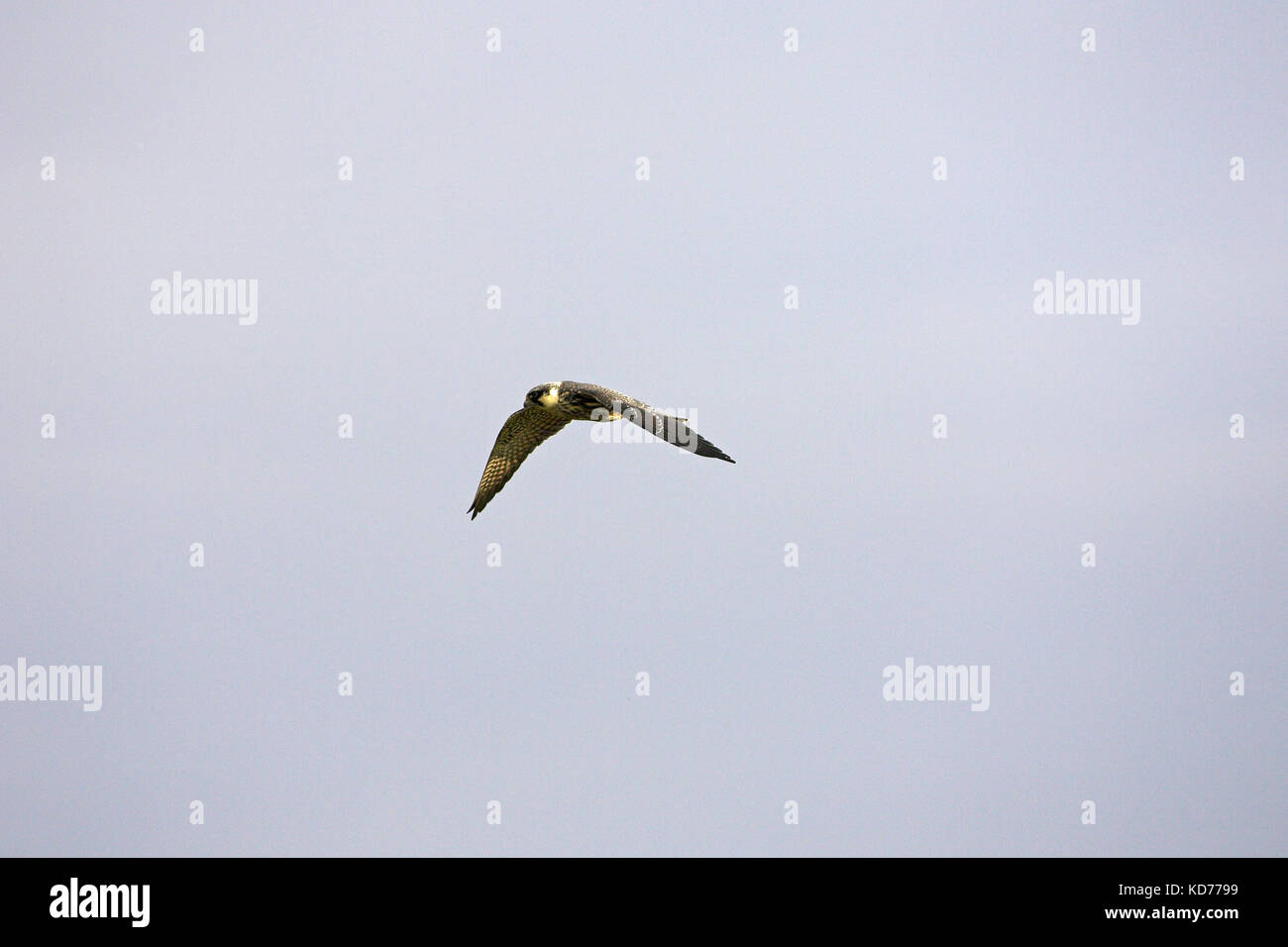 Eurasischen hobby Falco subbuteo im Flug Bretagne Frankreich Stockfoto