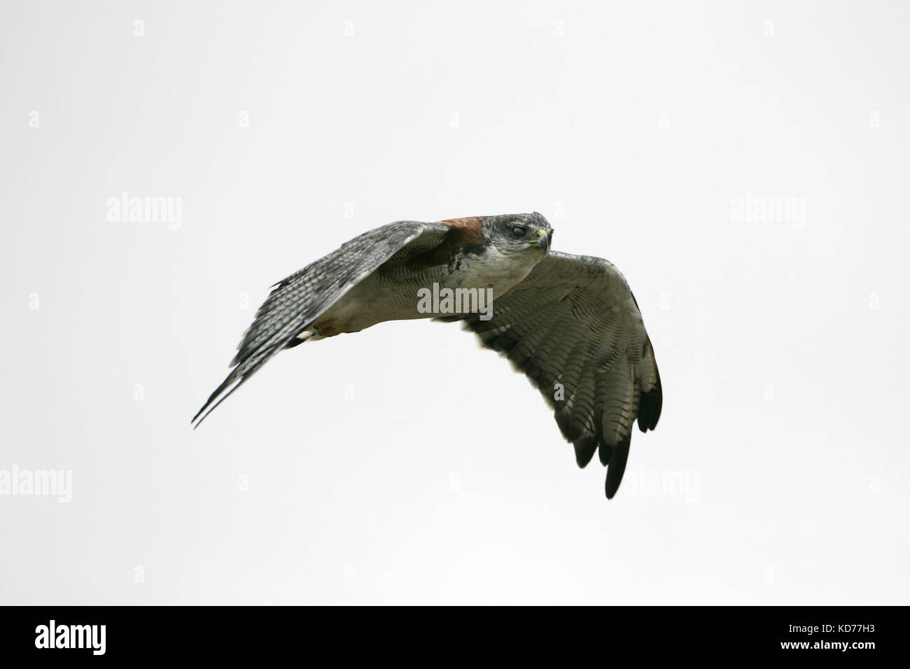 Variable hawk Buteo polyosoma im Flug Falkland Inseln Stockfoto