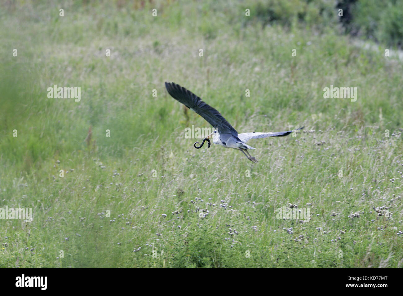 Graureiher Ardea cinerea im Flug ein Aal Anguilla anguilla Stockfoto