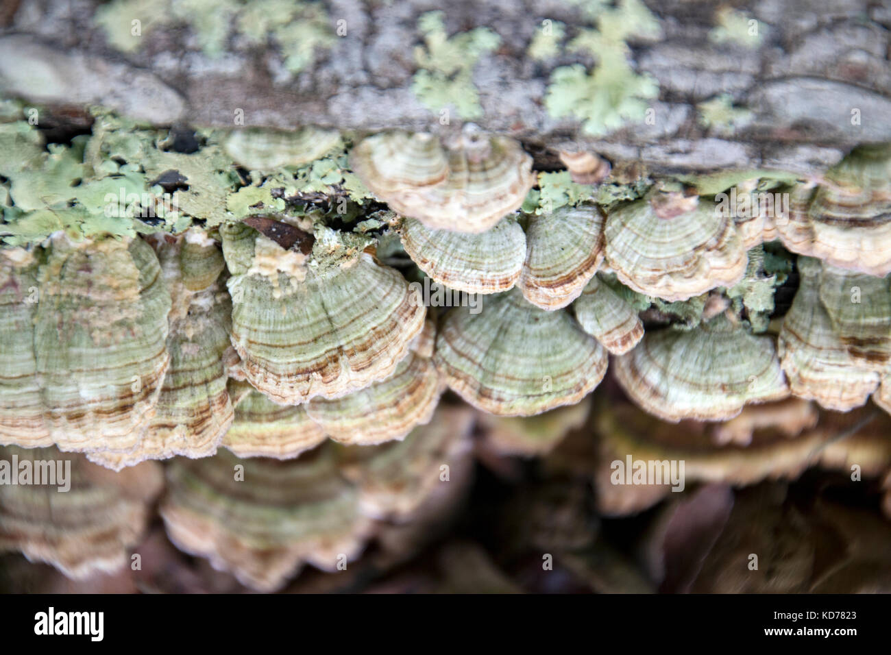 Regal Pilze, um einen toten Baum in Kentucky festhalten. Stockfoto