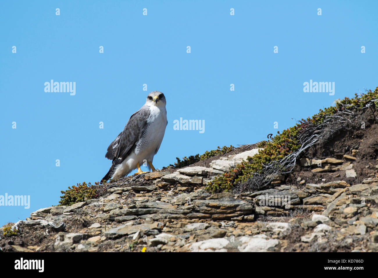 Variable hawk Buteo polyosoma thront auf einem Felsen Saunders Island Falkland Inseln Britisches Überseegebiet November 2016 Stockfoto