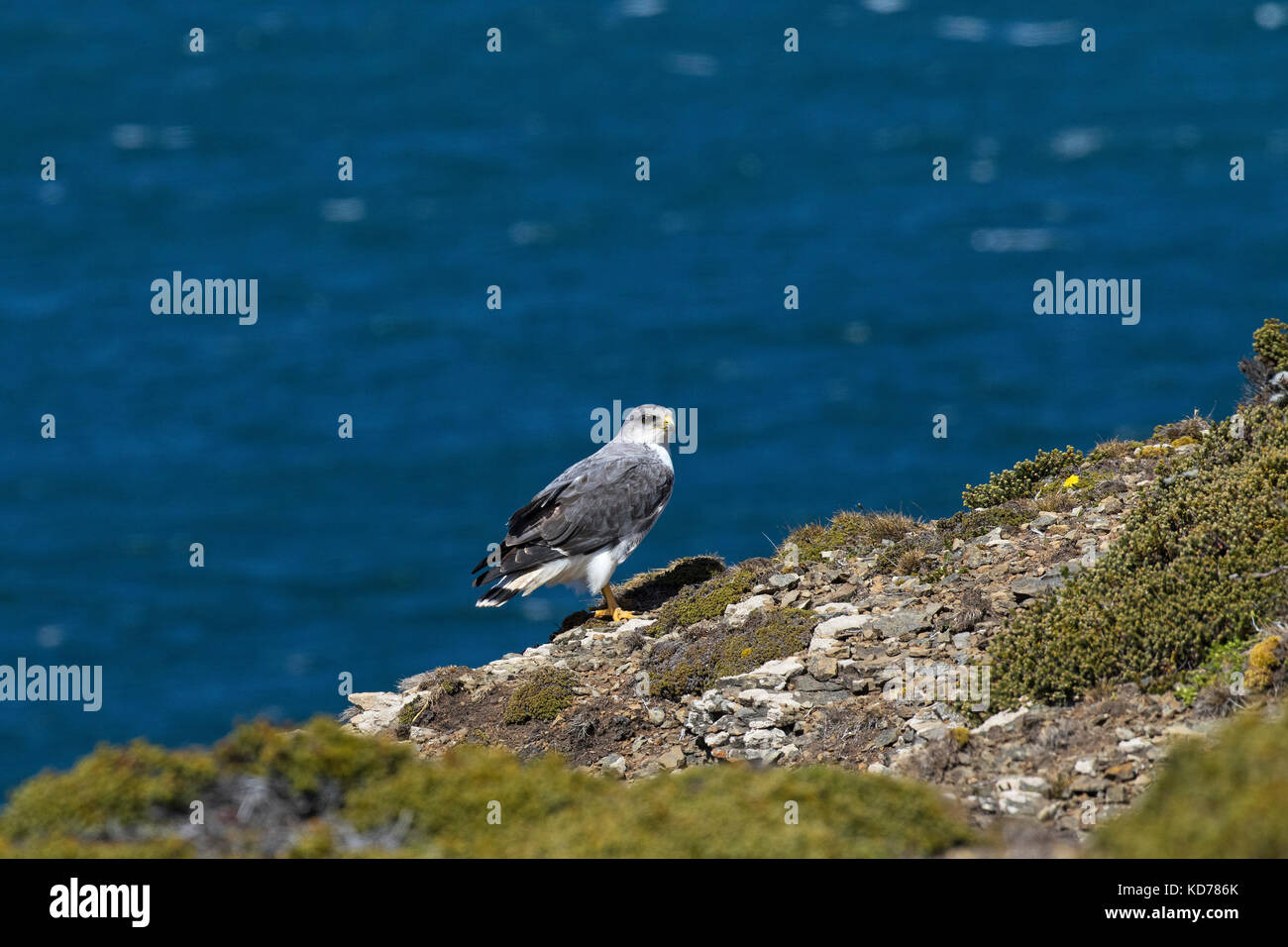 Variable hawk Buteo polyosoma thront auf einem Felsen Saunders Island Falkland Inseln Britisches Überseegebiet November 2016 Stockfoto