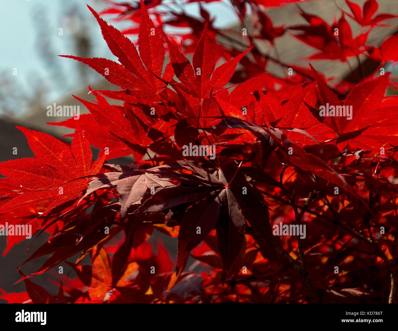 Japanischer Ahorn Baum Blätter gesehen bis zu schließen. Stockfoto