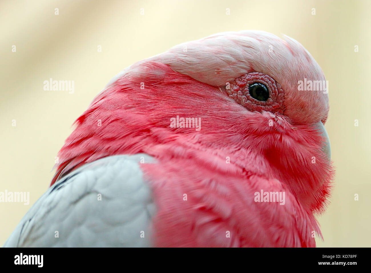Kopf einer Rosa galah cockatoo Vogel im Profil anzeigen Stockfoto