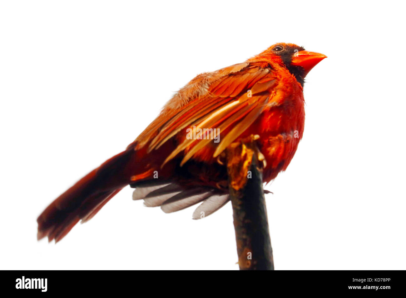 Männliche Northern cardinal Bird mit hängenden Flügeln sitzt auf einem Zweig vor einem weißen Hintergrund Stockfoto