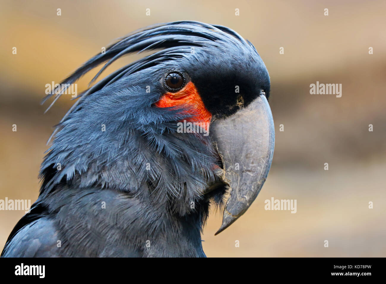 Kopf eines Palm cockatoo. Papagei Vogel im Profil anzeigen Stockfoto