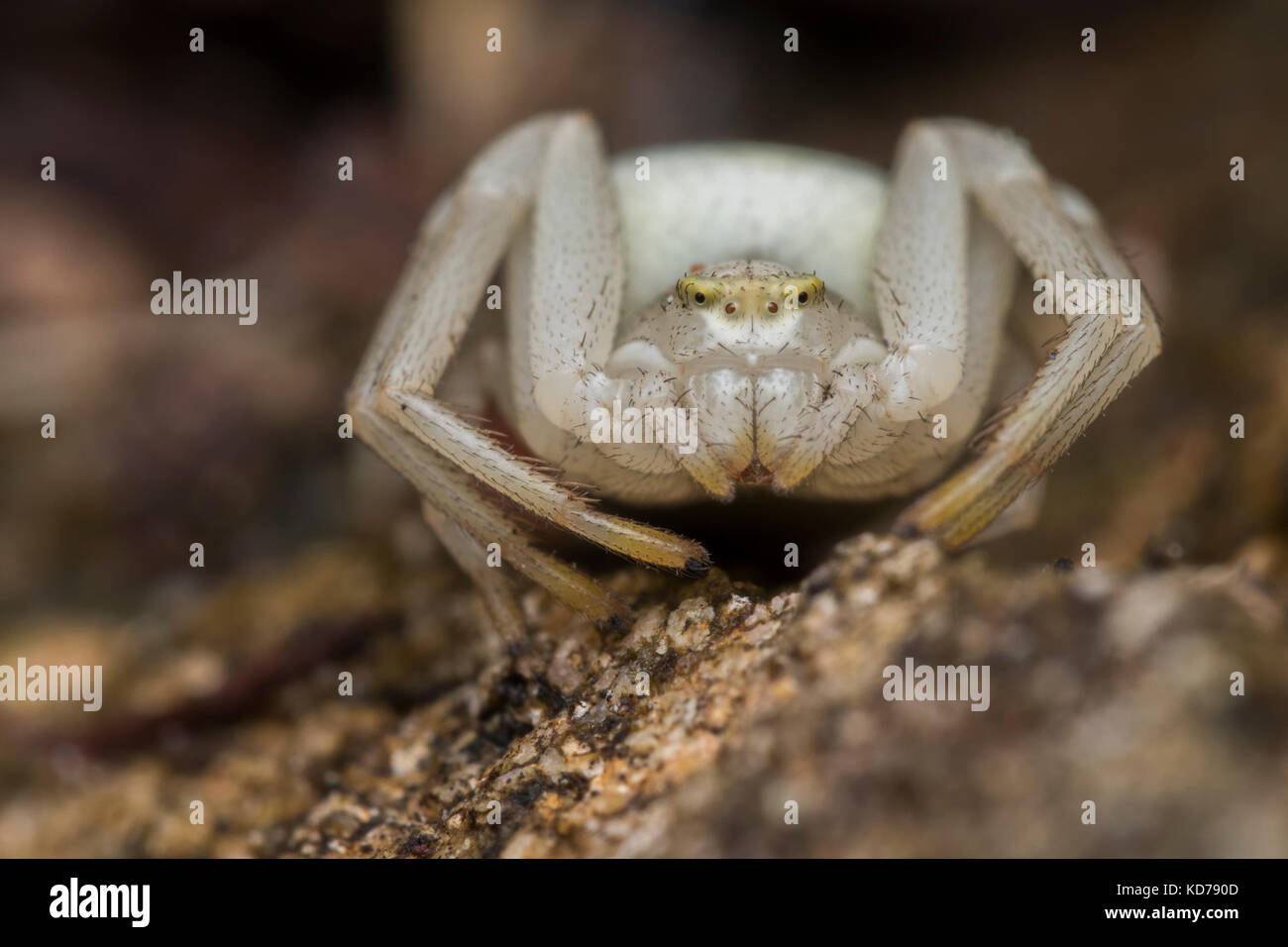 Crab Spider (Misumena vatia) ruht auf dem Waldboden. Tipperary, Irland Stockfoto
