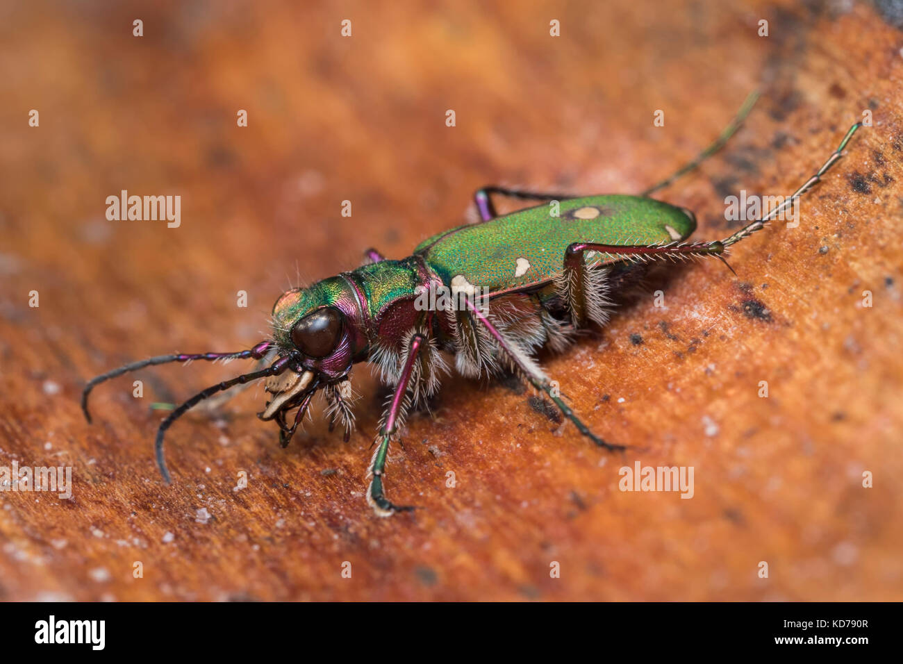 Green Tiger Beetle (Cicindela campestris) ruht auf der Innenseite der Baumrinde. Tipperary, Irland Stockfoto