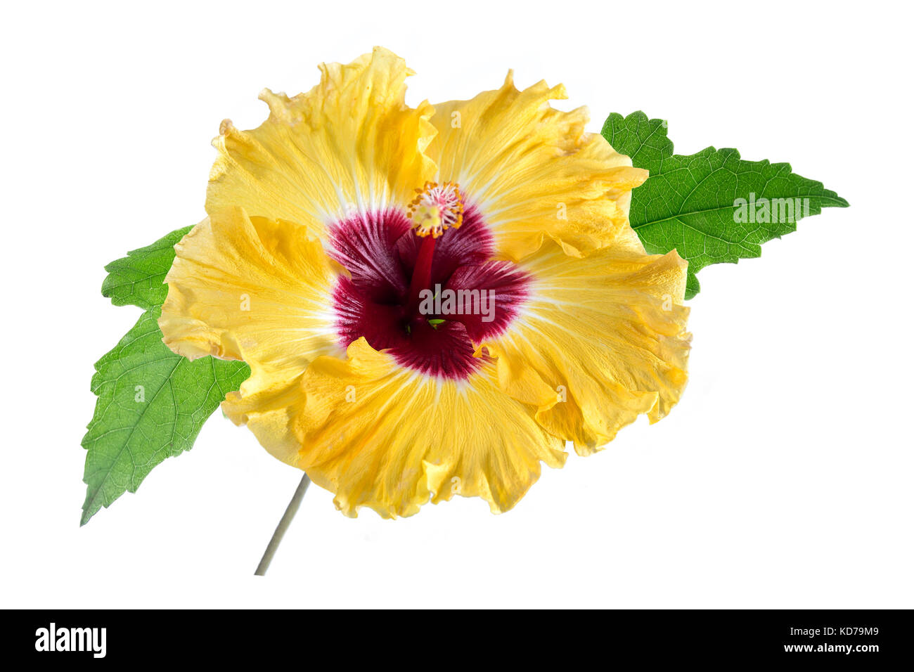 Yellow Hibiscus mit Blättern auf weißem Hintergrund Stockfoto