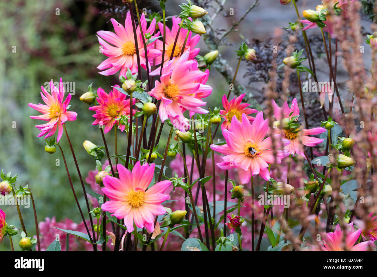 49+ Staude Rosa Blüten, Die buschmalve ist die erste pflanze auf
