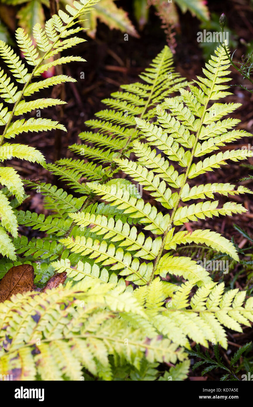 Polystichum garten Stockfotos und bilder Kaufen Alamy