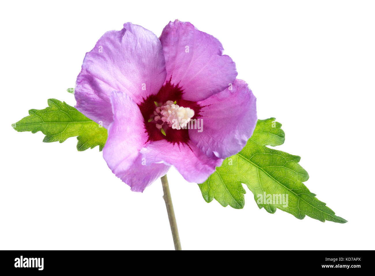 Schönen lila Hibiskus Blüte mit grünen Blättern auf weißem Hintergrund Stockfoto
