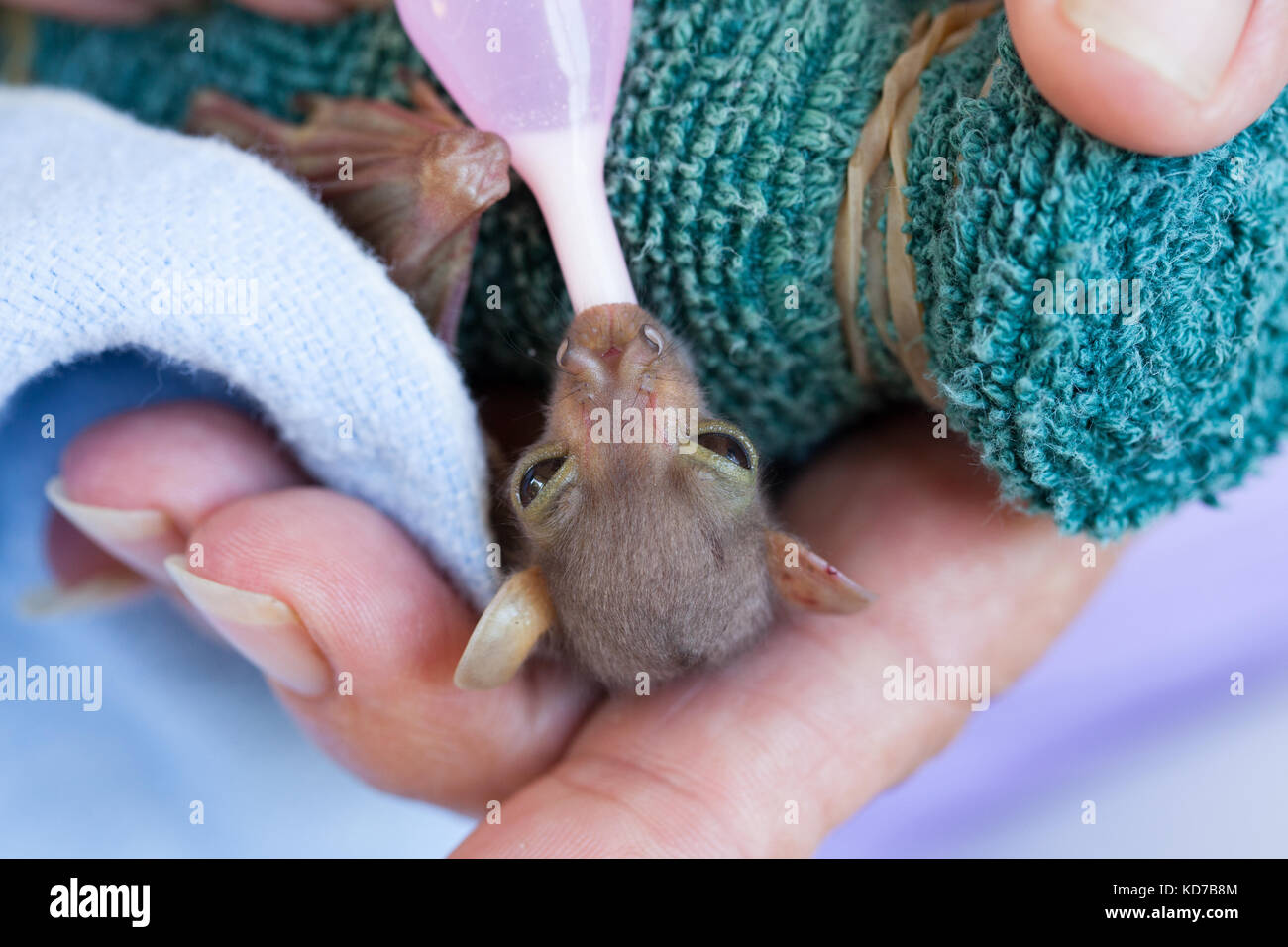 Verwaiste baby östlichen Rohr - Gerochen bat (nyctimene robinsoni). 10 Tage alt fed Milchaustauscher. cooya Beach. Queensland Australien. Stockfoto