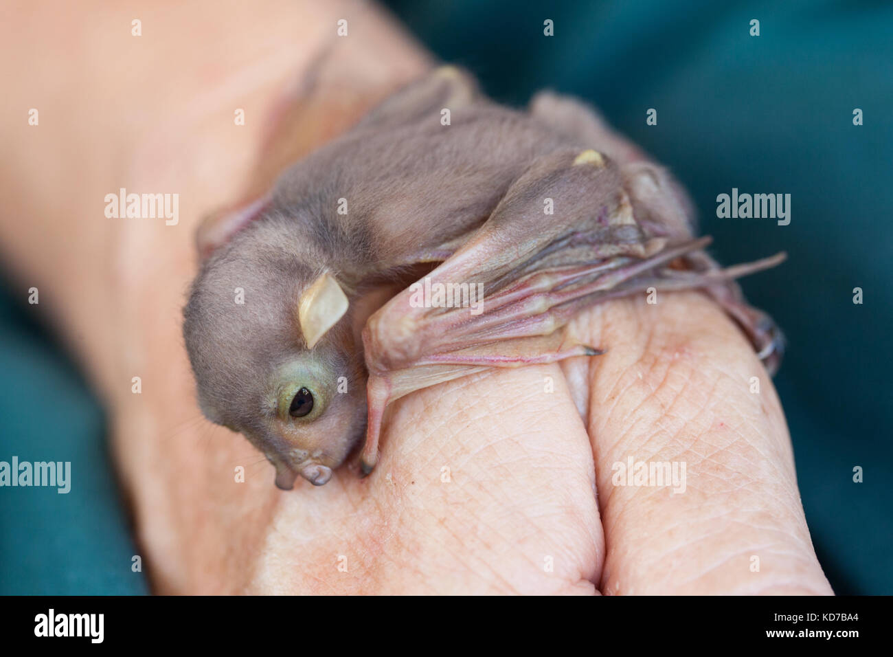 Verwaiste baby östlichen Rohr - Gerochen bat (nyctimene robinsoni). ca. 10 Tage alt, an Hand. cooya Beach. Queensland Australien. Stockfoto