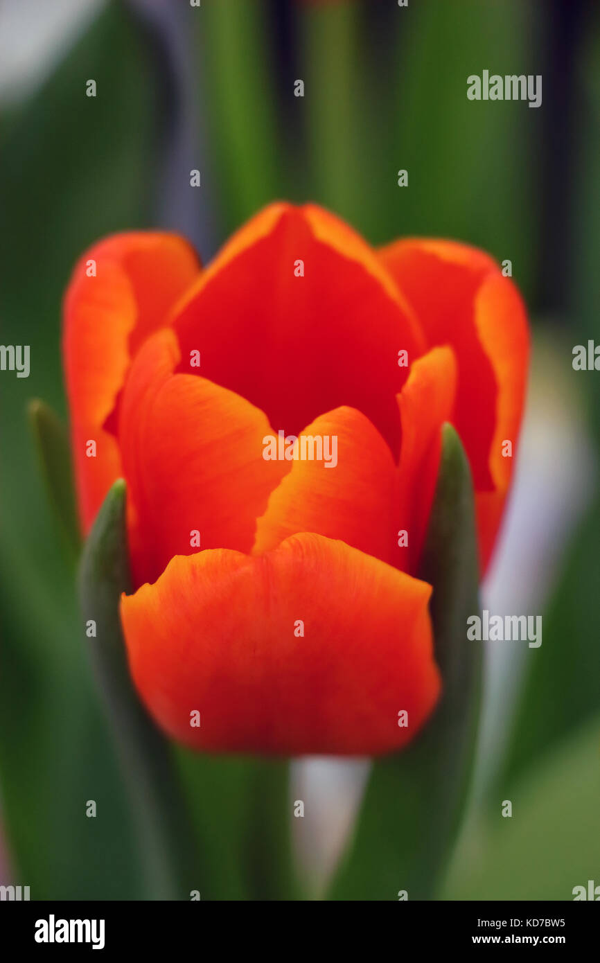 Tief orange tulip mit grünen Blättern in Ansicht Stockfoto