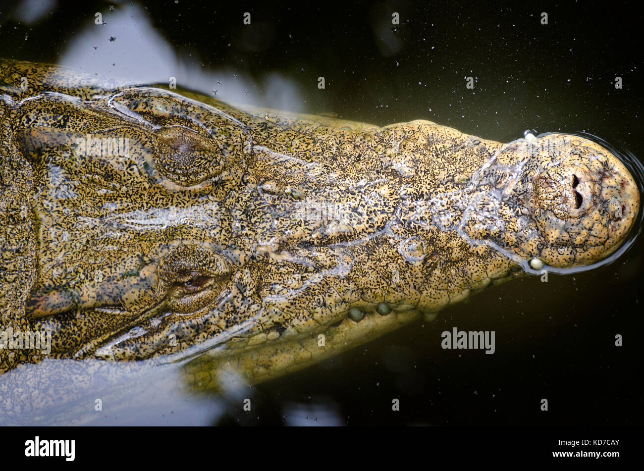 Detailansicht von oben von Salzwasser krokodil Kopf Stockfoto