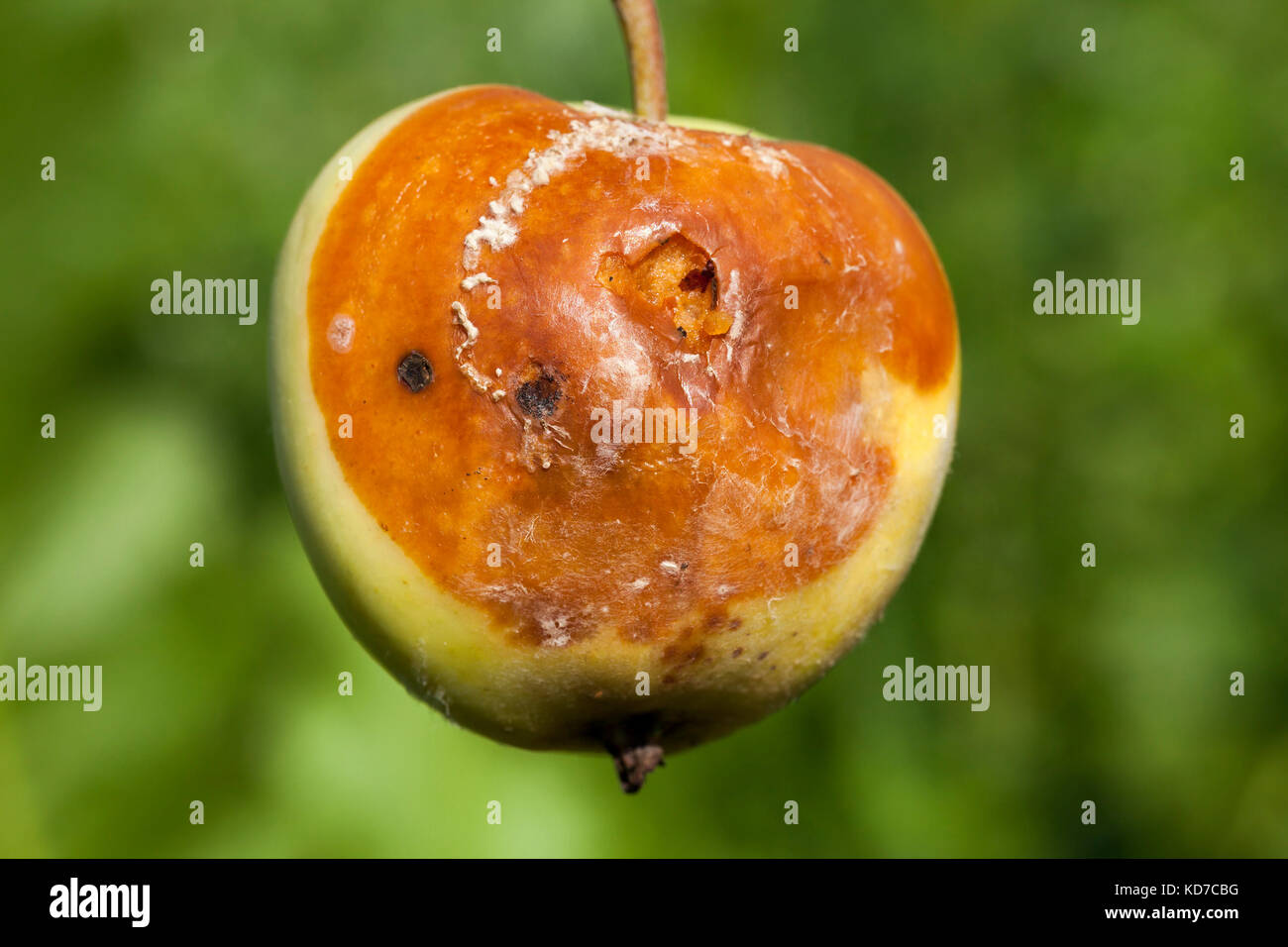 Die Qual Apfelernte Stockfoto