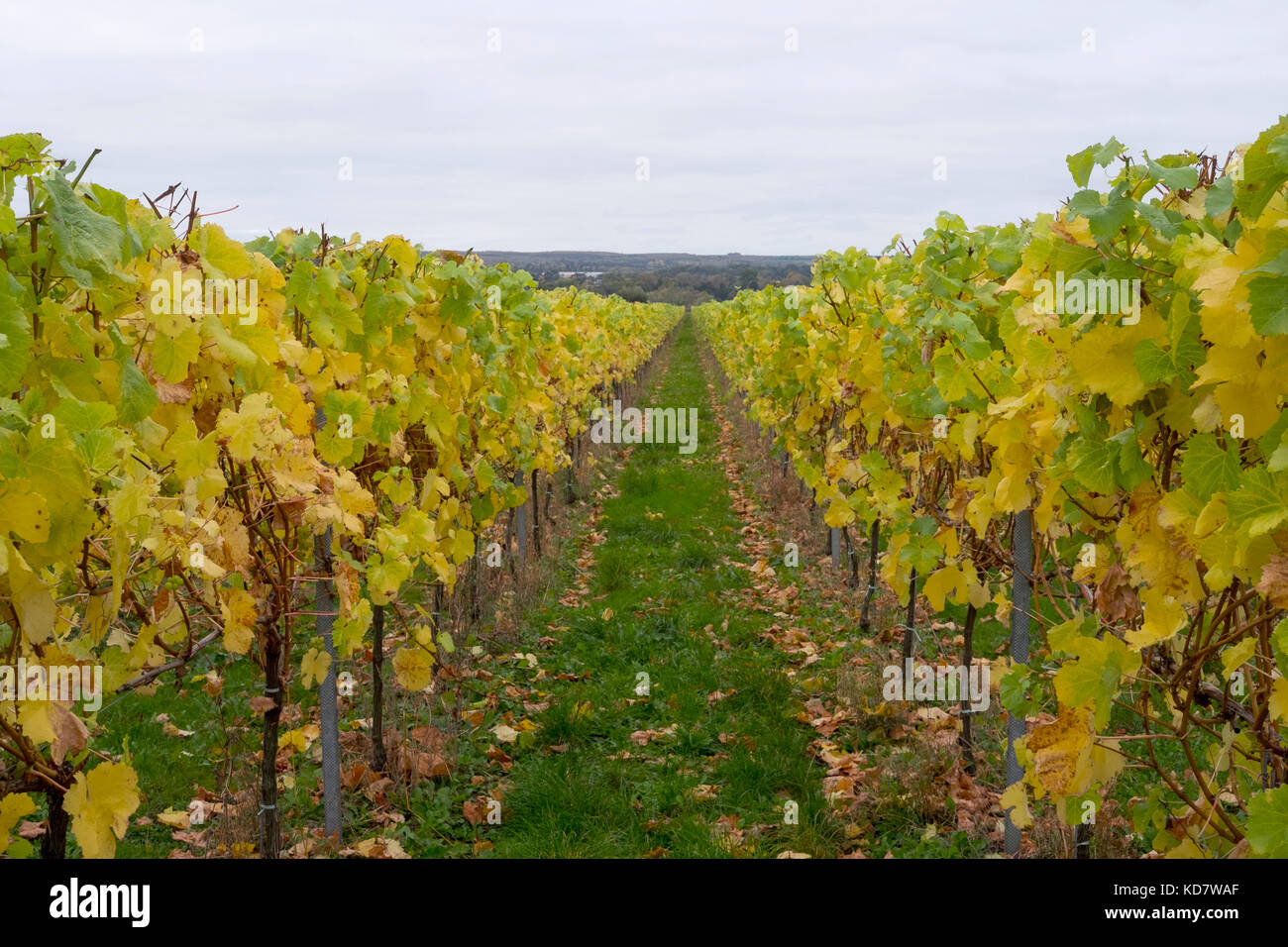 Eccels, Aylesford, Kent, Großbritannien. 11 Okt, 2017. Weinblätter gelb leuchtenden Farben zu einem grauen Morgen bringen über einen Weinberg in Eccles in Kent. Mit den Trauben vor kurzem die Blätter fallen lassen, bevor thre Reben geerntet werden für den Winter beschnitten. Eccels, Aylesford, Kent, UK Credit: Matthew Richardson/Alamy leben Nachrichten Stockfoto