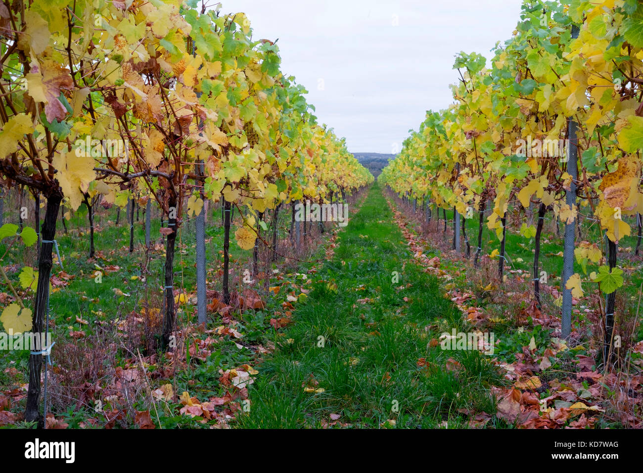 Eccels, Aylesford, Kent, Großbritannien. 11 Okt, 2017. Weinblätter gelb leuchtenden Farben zu einem grauen Morgen bringen über einen Weinberg in Eccles in Kent. Mit den Trauben vor kurzem die Blätter fallen lassen, bevor thre Reben geerntet werden für den Winter beschnitten. Eccels, Aylesford, Kent, UK Credit: Matthew Richardson/Alamy leben Nachrichten Stockfoto