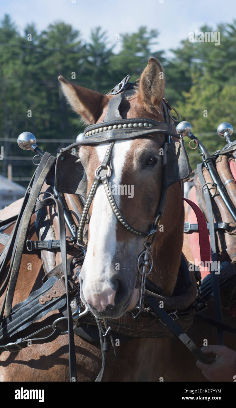 Porträt einer Arbeit Pferd an der fryeburg Messe, Fryeburg, Maine, USA Stockfoto