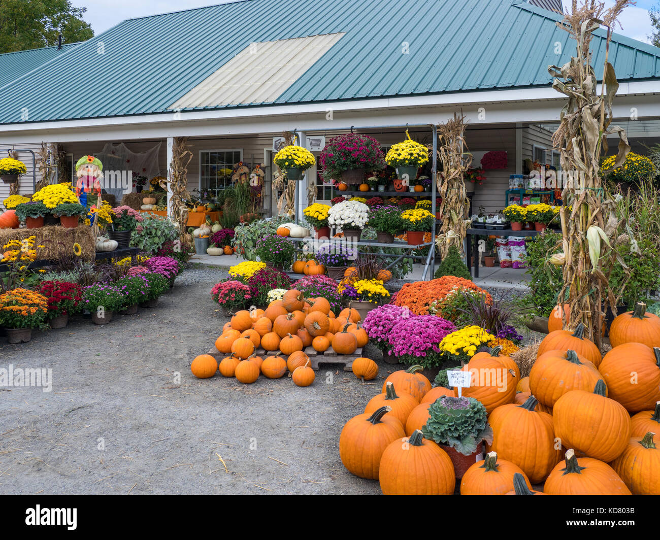 Kürbisse, meine Schwester Garten, South Londonderry Vermont. Stockfoto