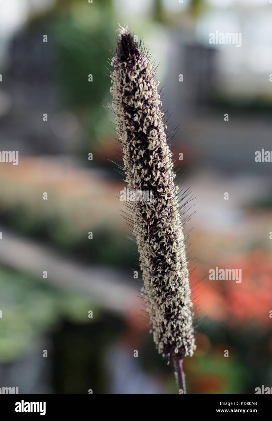 Hirse pflanze Fotos und Bildmaterial in hoher Auflösung Alamy