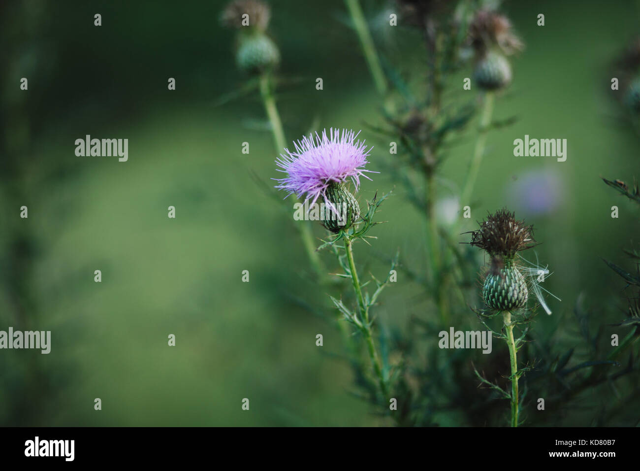 Distel-Anlage Stockfoto
