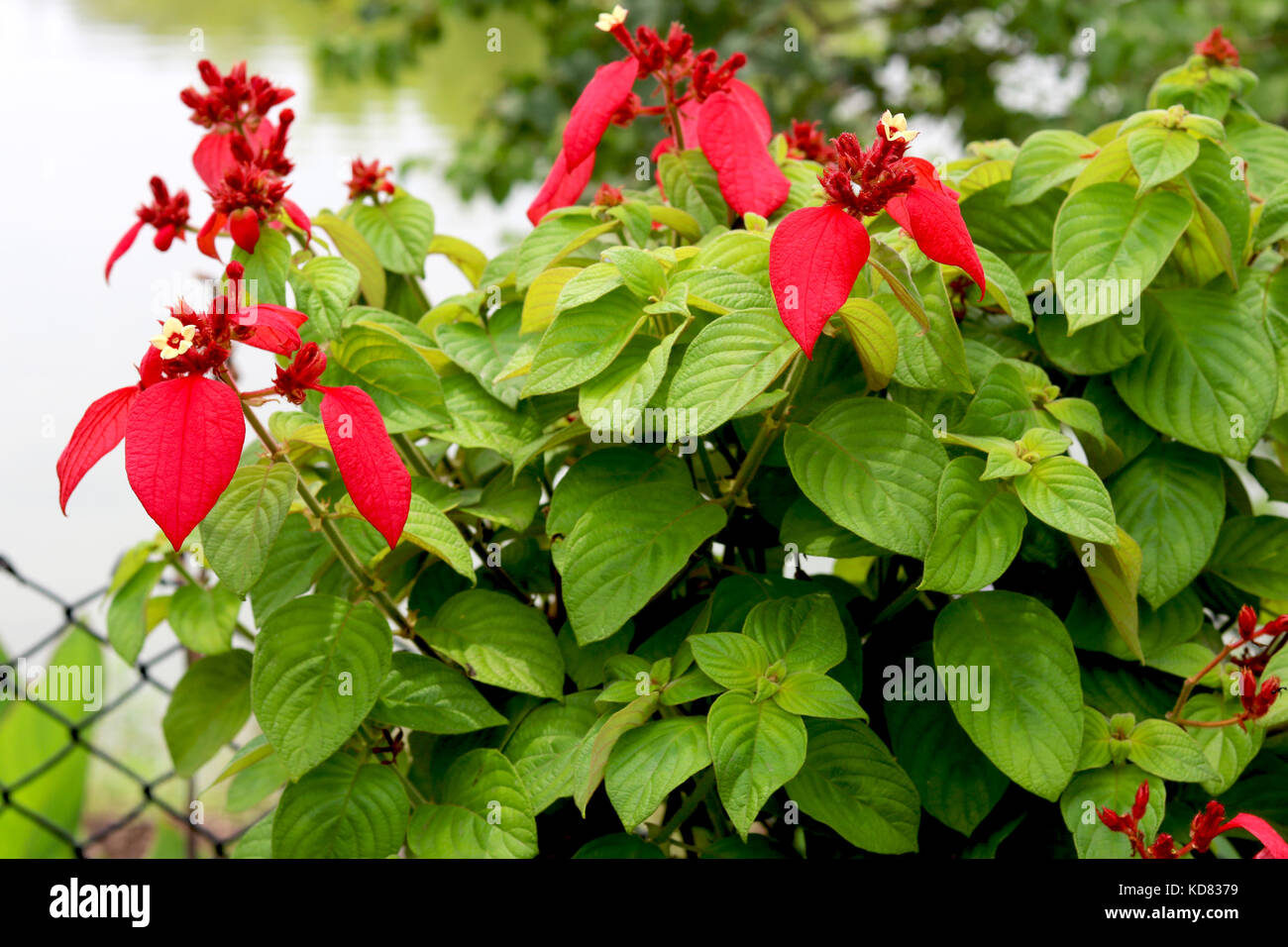 Mussaenda erythrophylla Stockfoto