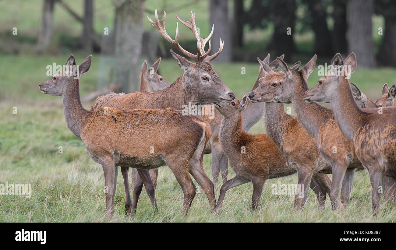 Ein junger Roter Hirsch Hirsch ist durch seine Macht und rehkitze während der Brunftzeit umgeben Stockfoto