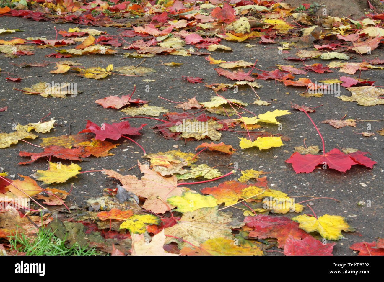 Herbstliche Stimmung. Viele farbige Ahorn Blätter liegen auf dem Bürgersteig. die Blätter fallen. Stockfoto
