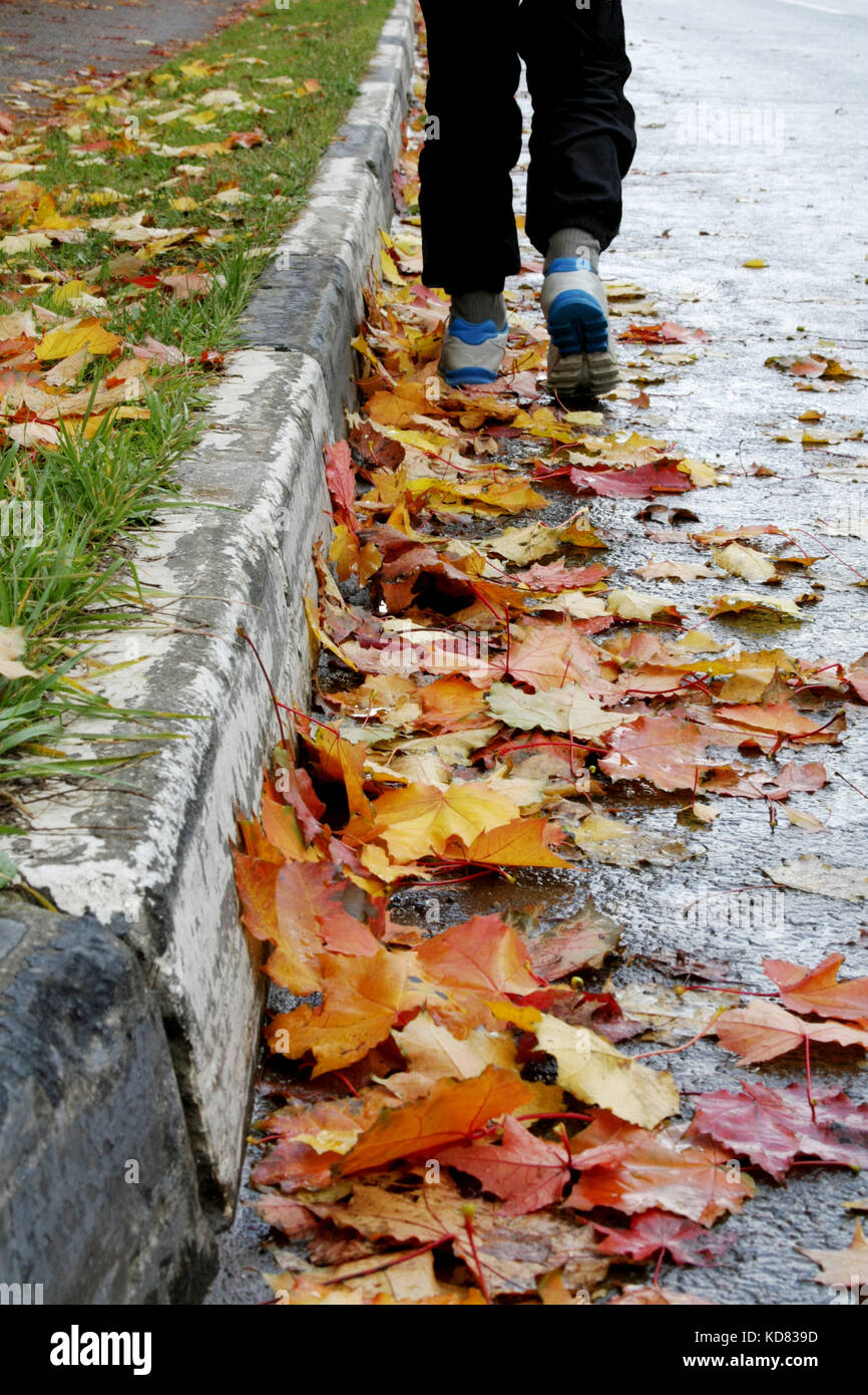 Herbstliche Stimmung. die Beine des Menschen zu Fuß auf dem Gehweg durch den bunten Ahornblätter liegen auf der Straße. Stockfoto