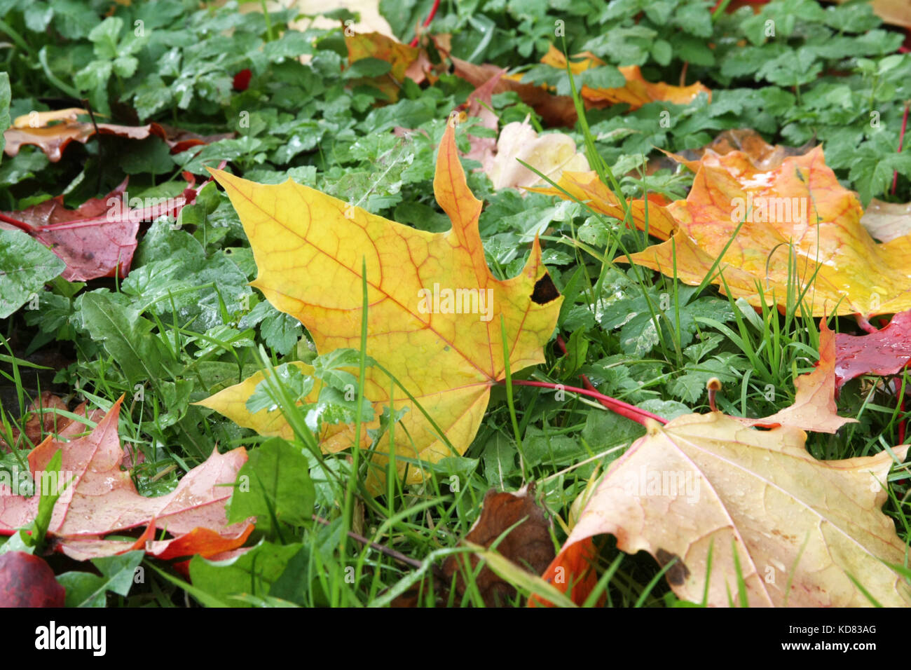Herbstliche Stimmung. Helles ahorn Blätter, die auf dem Gras. die Blätter fallen. Stockfoto