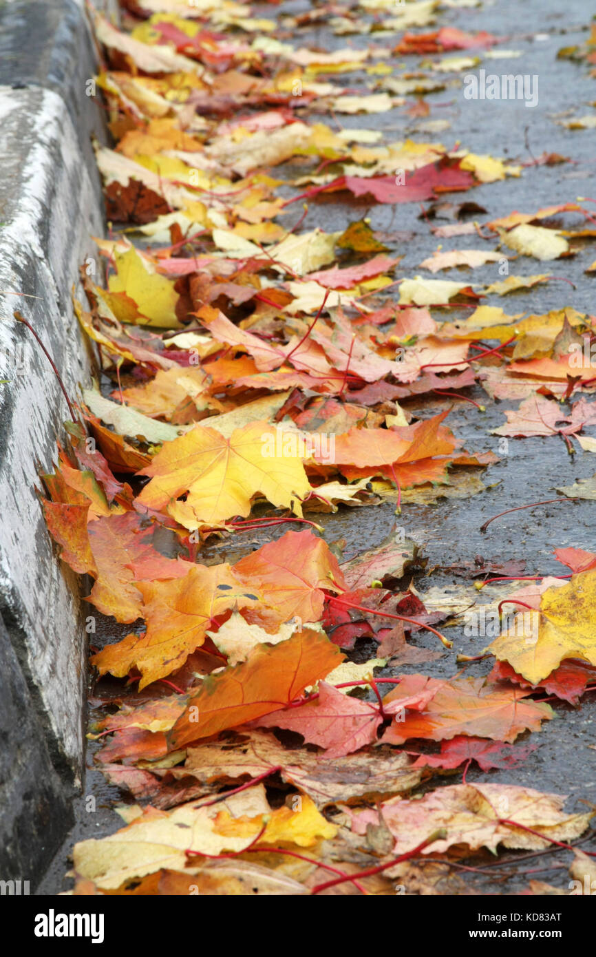 Herbstliche Stimmung. Helles ahorn Blätter auf der Straße am Strassenrand liegen. die Blätter fallen. Stockfoto