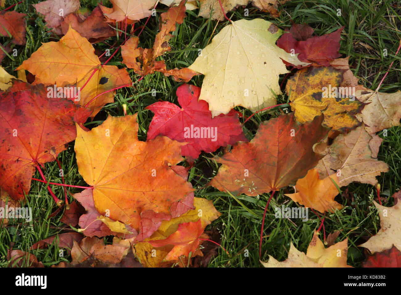 Herbstliche Stimmung. Viele farbige Ahorn Blätter, die auf dem Gras. die Blätter fallen. Stockfoto