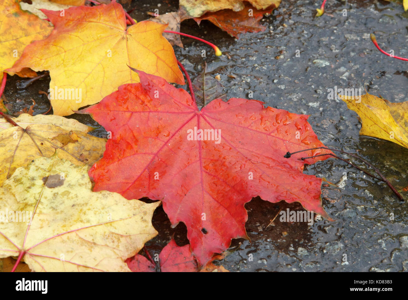 Herbstliche Stimmung. Helles ahorn Blätter auf dem Pflaster liegen. die Blätter fallen. Stockfoto
