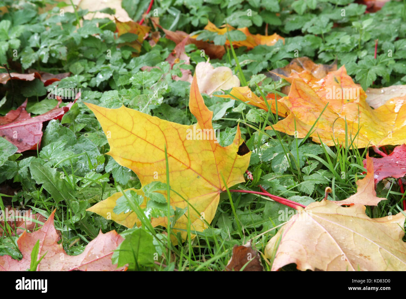 Herbstliche Stimmung. Viele farbige Ahorn Blätter, die auf dem Gras. die Blätter fallen. Stockfoto