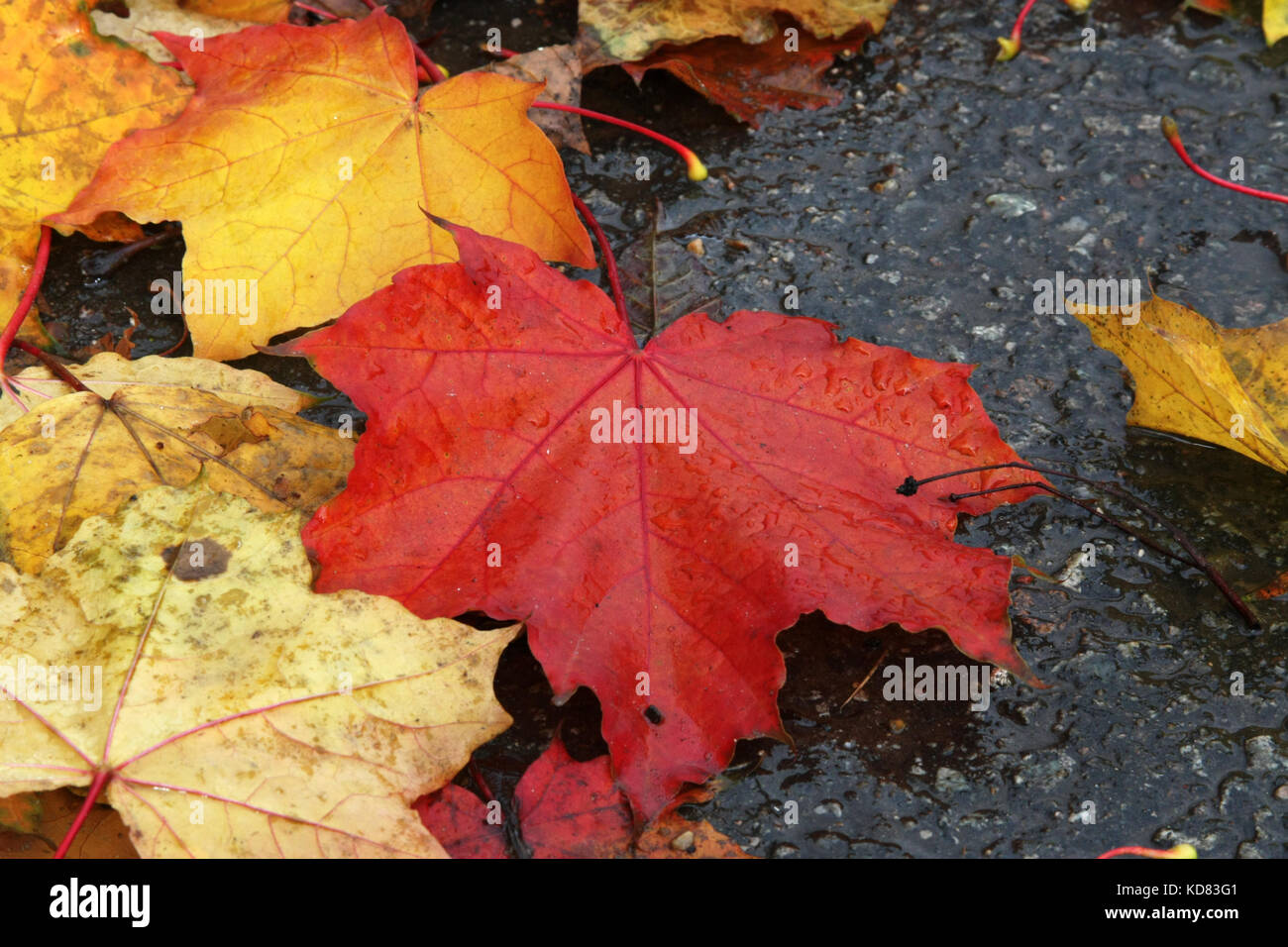 Herbstliche Stimmung. Helles ahorn Blätter auf dem Pflaster liegen. die Blätter fallen. Stockfoto