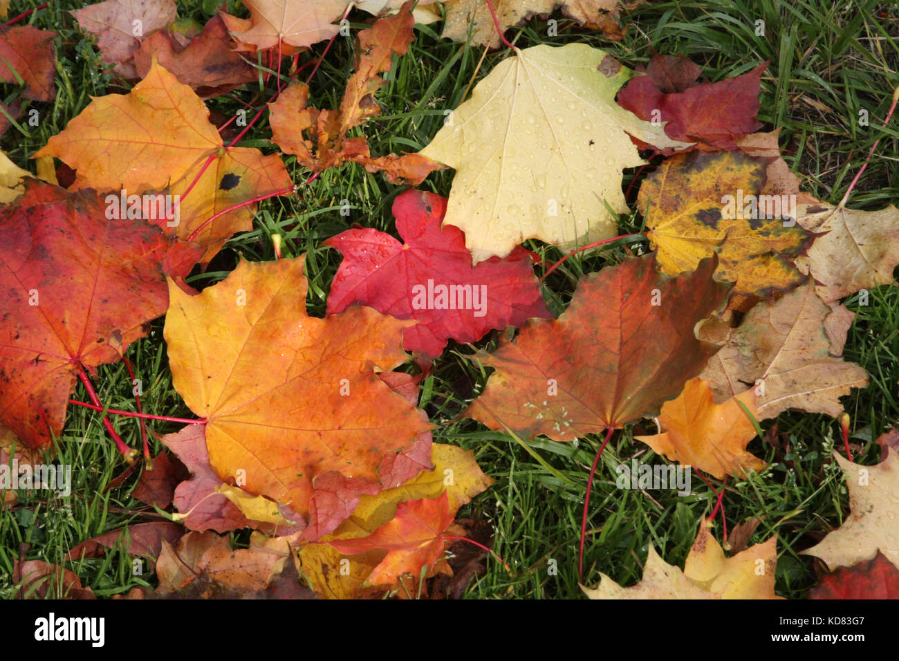 Herbstliche Stimmung. Helles ahorn Blätter, die auf dem Gras. die Blätter fallen. Stockfoto