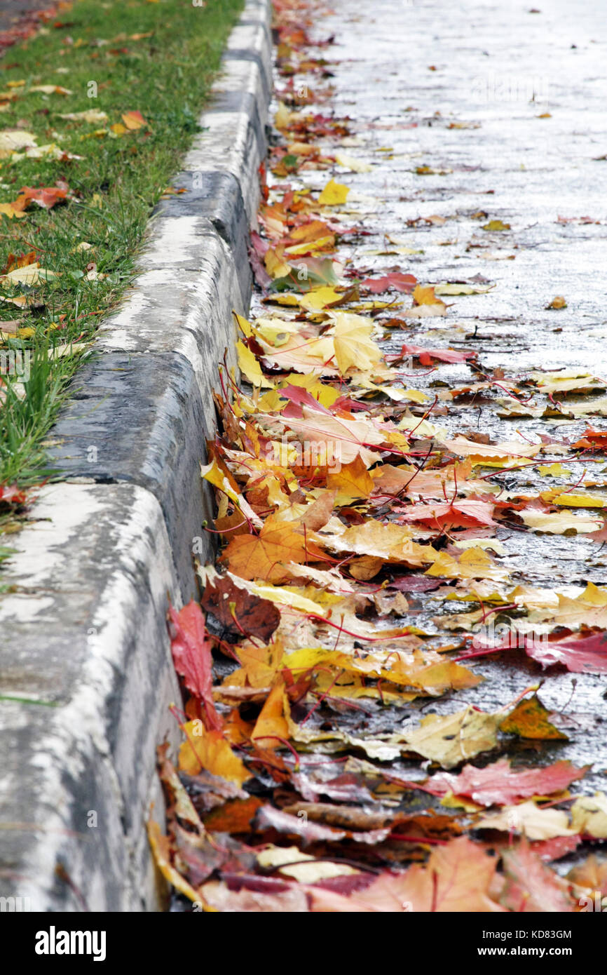 Herbstliche Stimmung. Helles ahorn Blätter auf der Straße am Strassenrand liegen. die Blätter fallen. Stockfoto