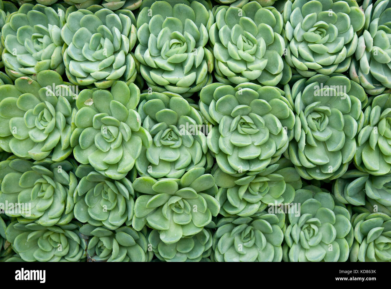 Sukkulenten in den Reihen der Grünen Rosetten bilden ein abstraktes Muster Stockfoto