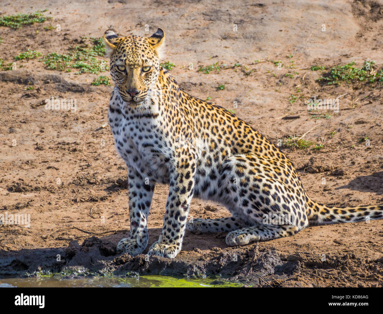 Schöne junge Leopard mit intensiven Augen am Photographen am Wasserloch, Krüger Nationalpark, Südafrika, Afrika. Stockfoto