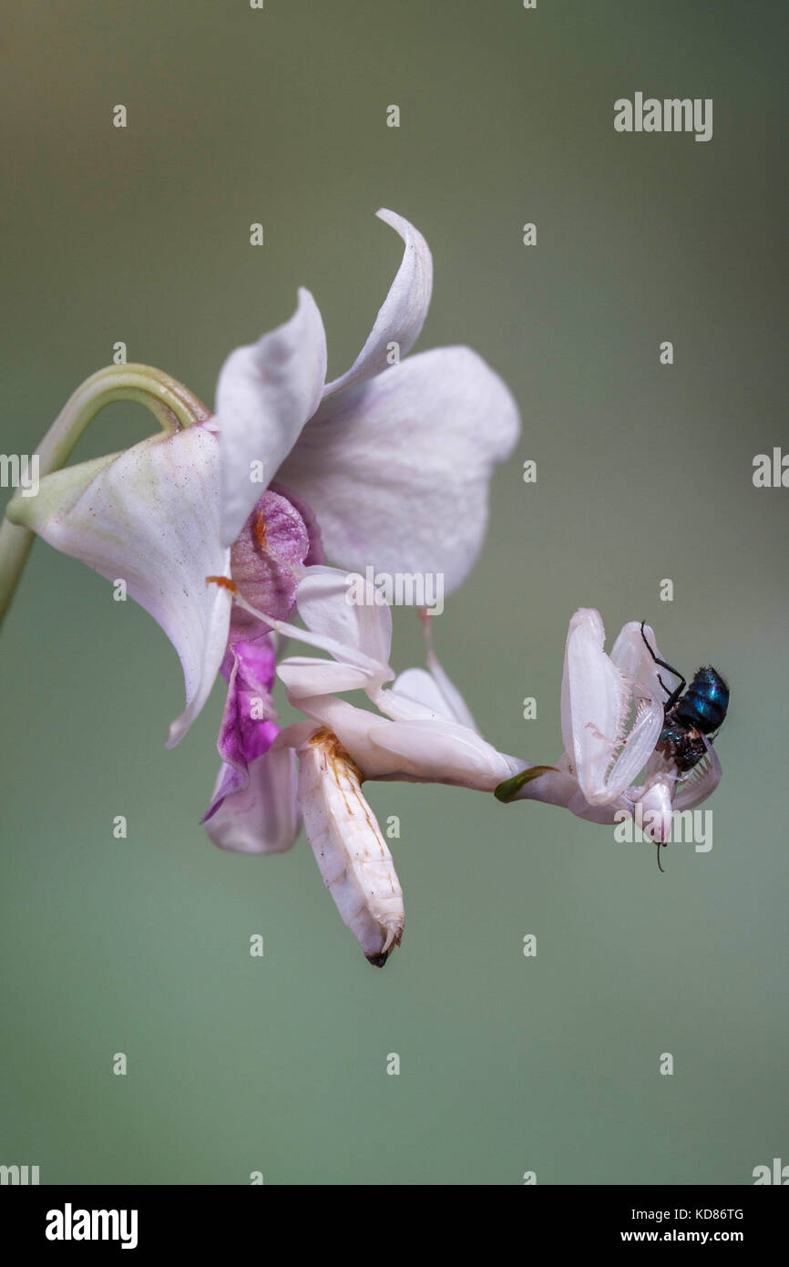 Orchideenmandel mit Beute, Indonesien Stockfoto