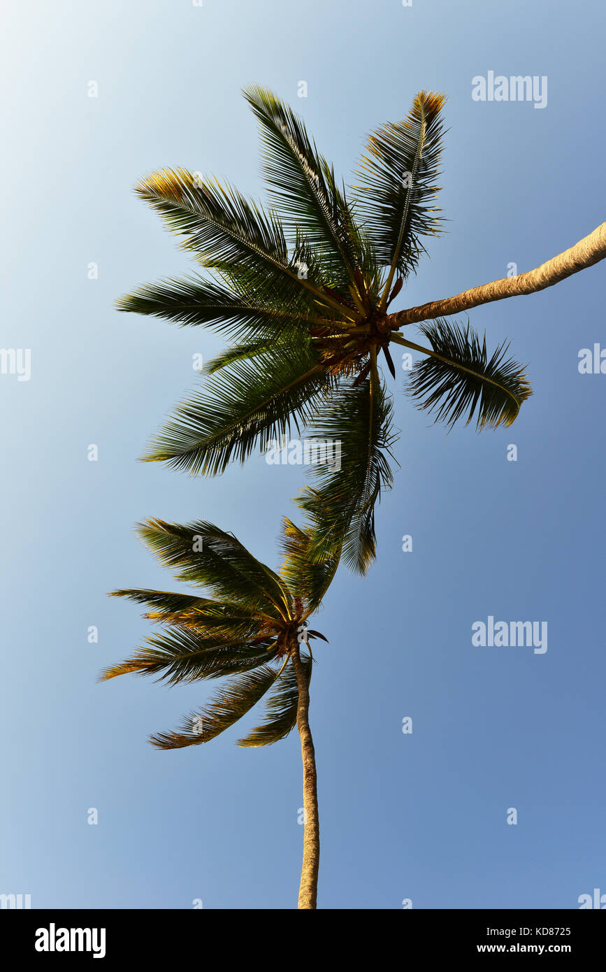 Niedrige Winkelansicht von zwei Palmen vor blauem Himmel, Sansibar, Tansania Stockfoto